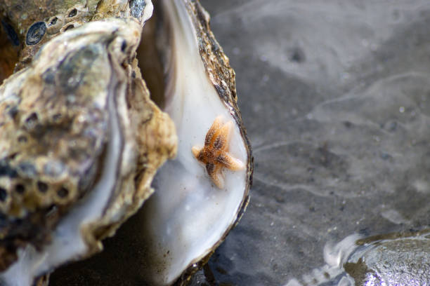 istock Little Starfish Oyster 1404813803