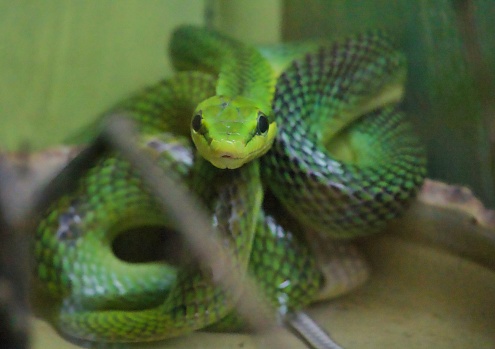 A Green Snake at a safari park