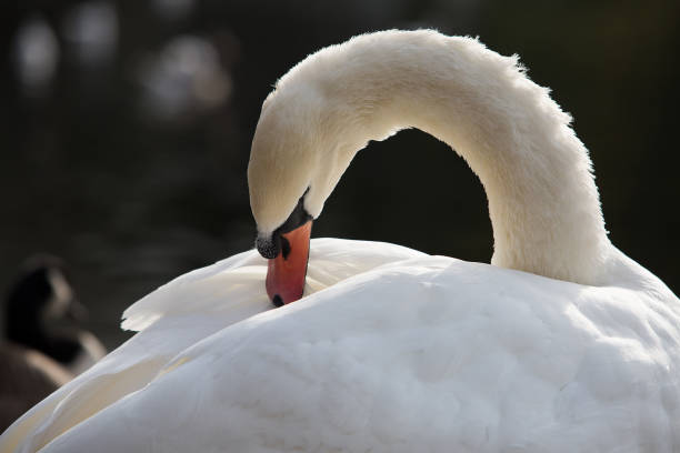 istock Close-Up Of Swan 1404814365