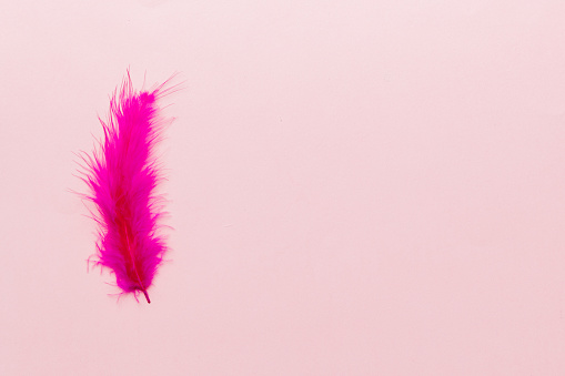 background of brightly colored dyed bird feathers on Colored background, top view. Copy space.