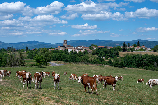 Small rural village of Augerolles in the Puy de Dôme department in the Auvergne mountains in spring with a herd of cow