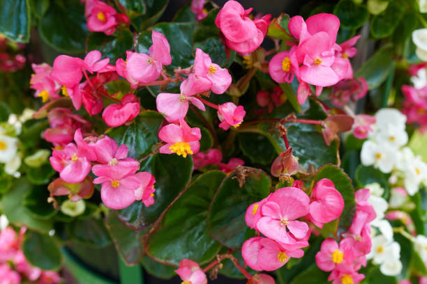 istock Beautiful pink flowers as natural beautiful background 1404815902