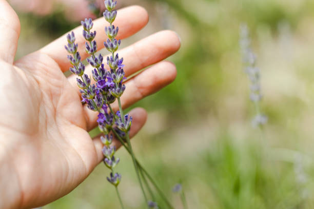 istock Lavender flower in female palm. 1404816126