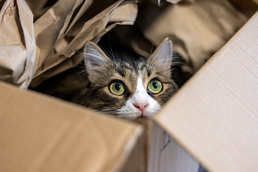 Gato curioso dentro de la caja de cartón, siguiendo los sonidos del exterior. photo