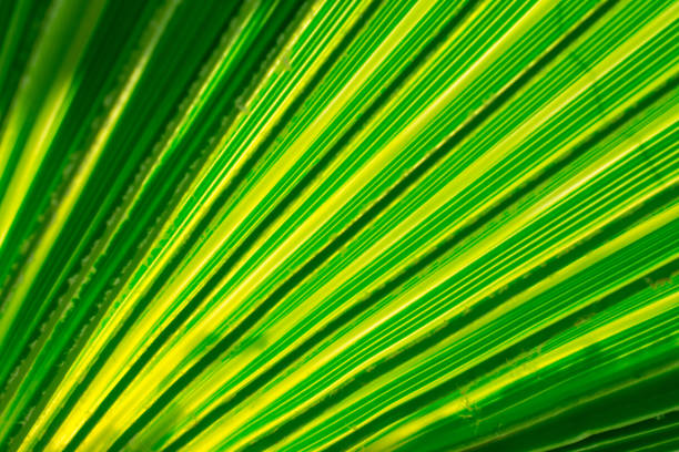 istock Texture of green palm leaves 1404816980