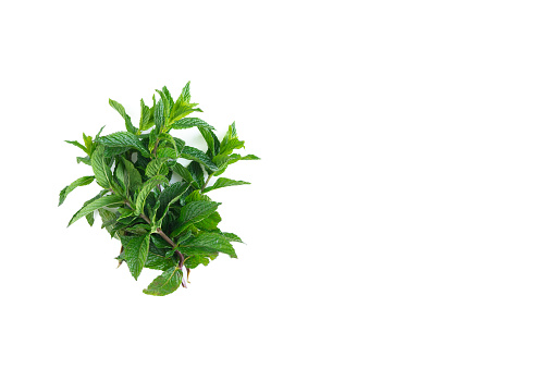 Bouquet of mint leaves on white background.