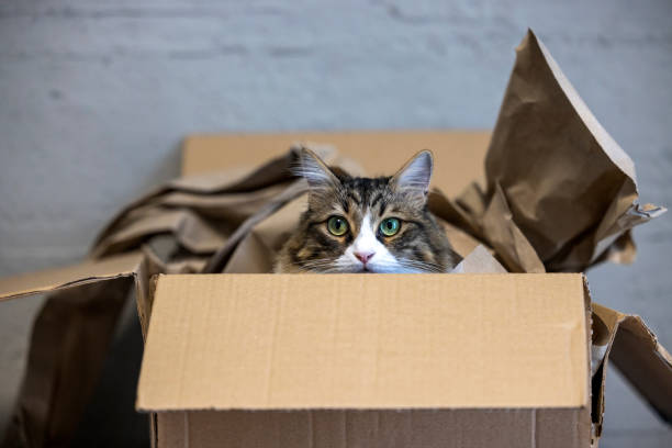 istock Curious cat inside the cardboard box, following the sounds outside. 1404817663