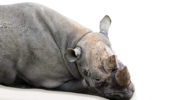 istock funny hippo lies on a white background 1404818017