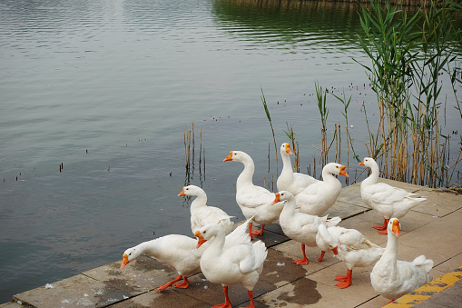 goose beside lake