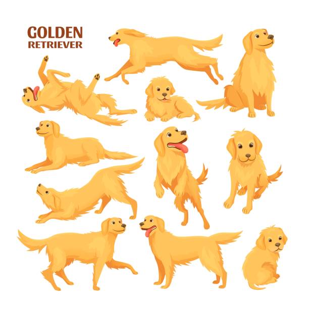 ゴールデンレトリーバー。面白いラブラドールの赤ちゃんペット、かわいいラブラドールは、ジャンプラン犬は、漫画大人と子犬のレトリーバー犬は、実行子犬のポーズ、セットアイコンの� - golden retriever点のイラスト素材／クリップアート素材／マンガ素材／アイコン素材