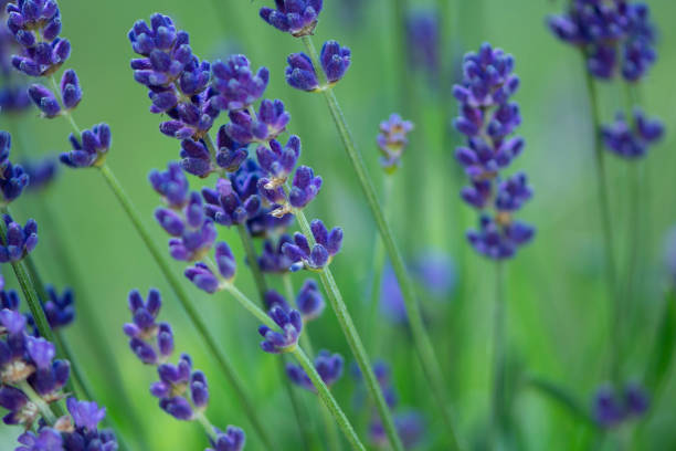 istock purple lavender flowers bloom in summer 1404818168