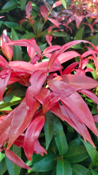 istock New growth of leaves 1404818946