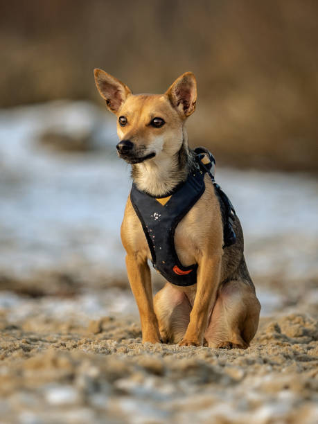 istock mongrel sitting on the beach in winter 1404819687