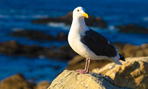 istock Seagull perched on a rock with rocky coastline and pacific ocean in background. 1404819942