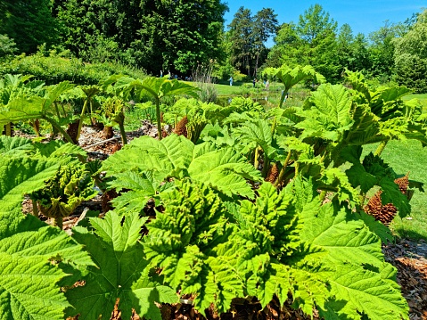 Gunnera manicata (giant rhubarb) leaves.  The leaves of G. manicata grow to an impressive size. The image was captured in a botanical garden during springtime.
