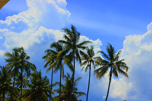 coconut tree in a bright blue sky cloud on the beach