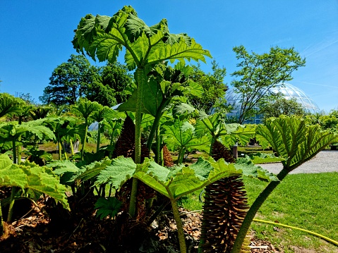 Gunnera manicata (giant rhubarb) leaves.  The leaves of G. manicata grow to an impressive size. The image was captured in a botanical garden during springtime.