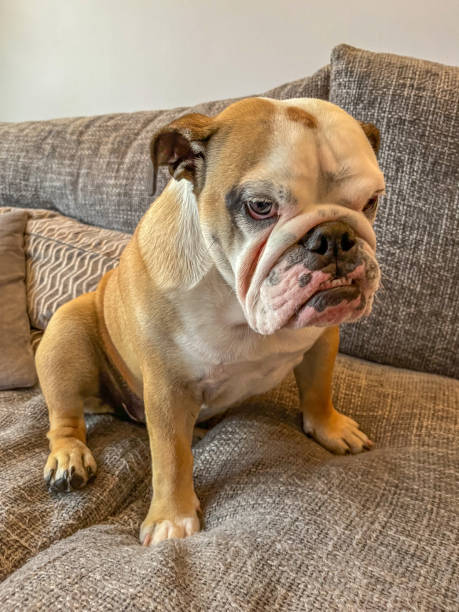 istock Young female bulldog on sofa 1404821158