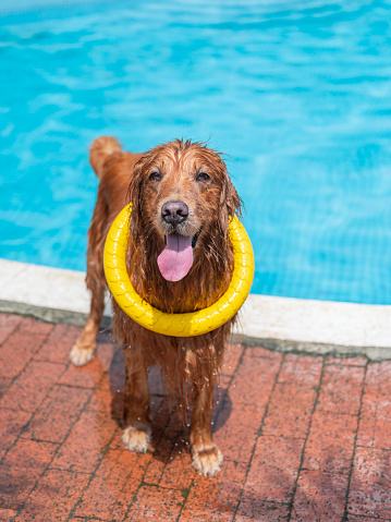 Golden Retriever playing happily by the pool