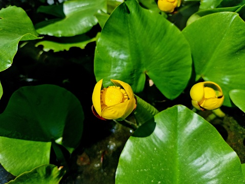 The photo shows a large group of yellow flowers of water lilies growing in the river. These flowers are not typical water lilies, as the flowers appear more like a bud than an actually bloom, while the leaves are more oval in shape. This extremely invasive plant is most commonly known as the bullhead lily, spatterdock, water shield or cow lily, with its large rhizomes and roots favouring a pond with a muddy base. Its Latin name is:Nuphar pumila. Picture taken on Mukhavets River near Brest, Belarus, May 29, 2016.