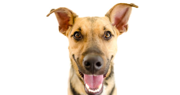 istock Dog Happy Isolated White Background 1404823936