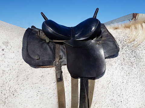 One beautiful horse with saddle standing outdoors, ready for riding.