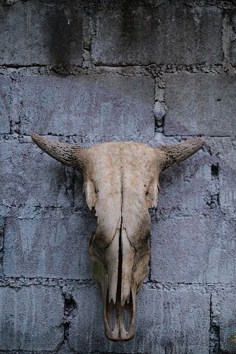 Head cow / buffalo skull with horns on white brick background