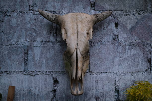 testa di mucca / cranio di bufalo con le corna su priorità bassa di mattoni bianchi - horned death dead texas longhorn cattle foto e immagini stock