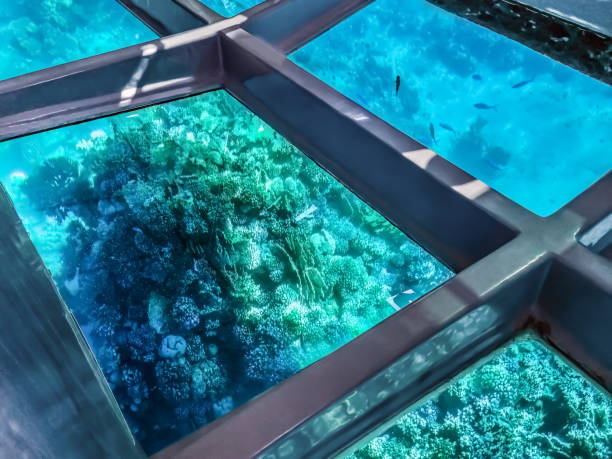 View of the underwater world of the Red Sea through the transparent bottom of the tourist bathyscaphe in Sharm El Sheikh, Egypt stock photo