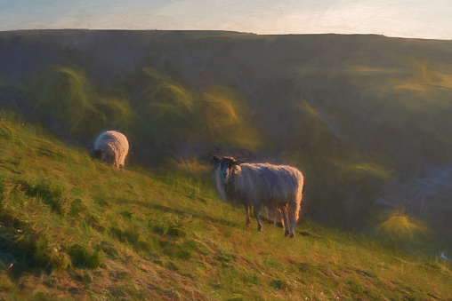 Digital painting of sheep grazing on Parkhouse Hill, and Chrome Hill at sunrise, in the Peak District National Park, Derbyshire.