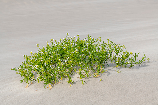 Plant on the beach of Terschelling called Sea rocket Cakile maritima with white flowers