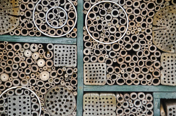 istock Close-up of a bee hotel 1404830478
