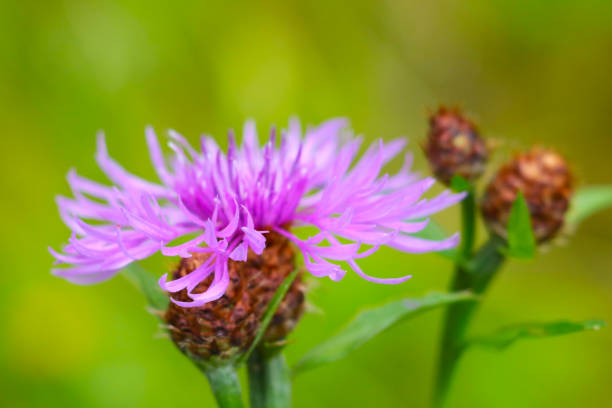 istock Selective focus, flowering cornflower flower in the meadow. 1404830936