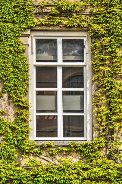 istock Window in an ivy-clad facade 1404831529