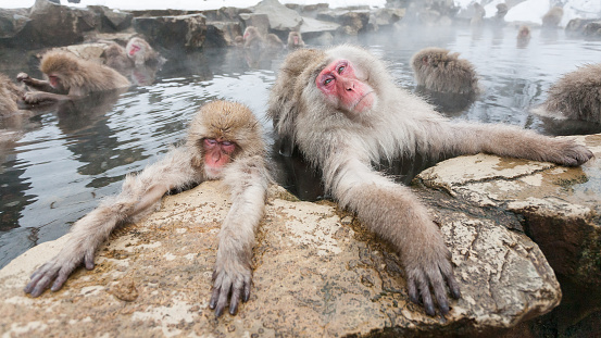 Wild snow monkeys sitting in a hot spring, Japan.