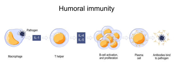 illustrazioni stock, clip art, cartoni animati e icone di tendenza di risposta immunitaria. immunità umorale. - white blood cell human immune system virus cell