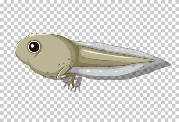 Vector illustration of A tadpole in flat cartoon style