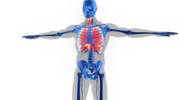 istock Human Respiratory System Lungs with Diaphragm Anatomy 1404832246