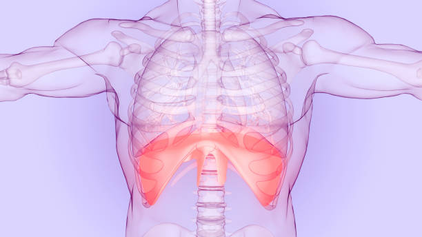 istock Human Respiratory System Diaphragm Anatomy 1404832253