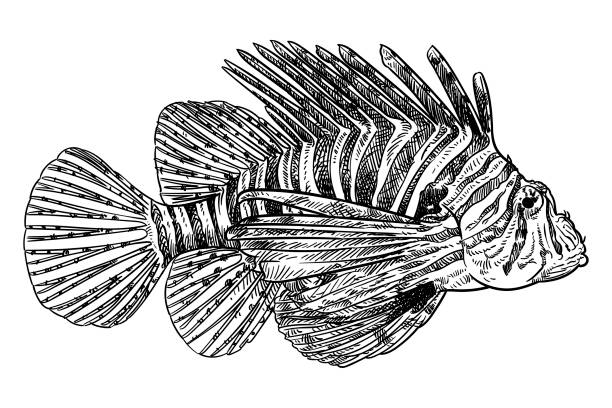 ilustrações, clipart, desenhos animados e ícones de desenho vetorial de um peixe-leão - lionfish