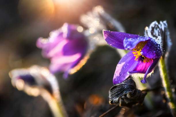 Spring flower detail. Blossoming pasque flower and sun with a natural backlight. Spring flower detail. Blossoming pasque flower and sun with a natural backlight. (Pulsatilla grandis) Springtime floral. pulsatilla grandis stock pictures, royalty-free photos & images