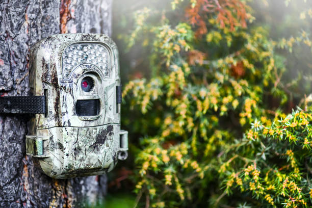 istock Camera trap or spy photo camera in forest. 1404833648