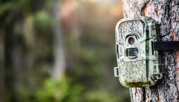 istock Camera trap or spy photo camera in forest. 1404833649