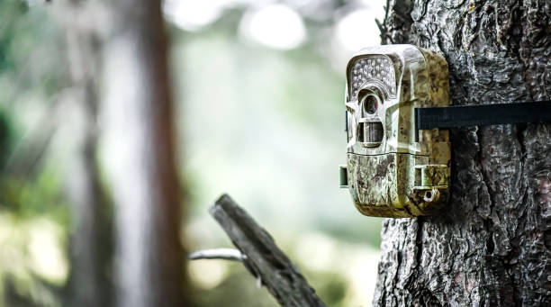istock Camera trap or spy photo camera in forest. 1404833651
