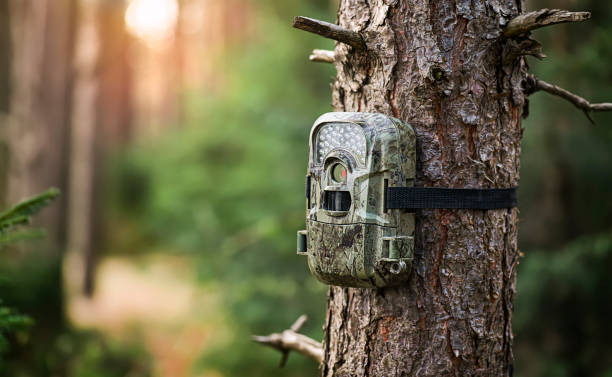 istock Camera trap or spy photo camera in forest. 1404833653