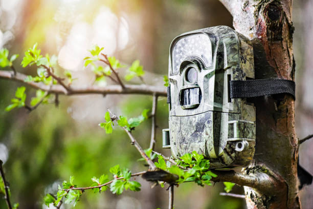 istock Camera trap or spy photo camera in forest. 1404833697