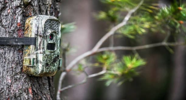 istock Camera trap or spy photo camera in forest. 1404833769