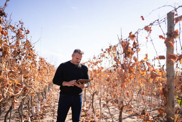 istock Mature man working on a digital tablet at a vineyard 1404835268