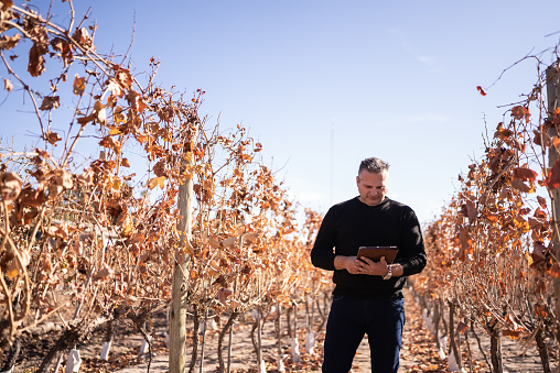 Mature man working on a digital tablet at a vineyard