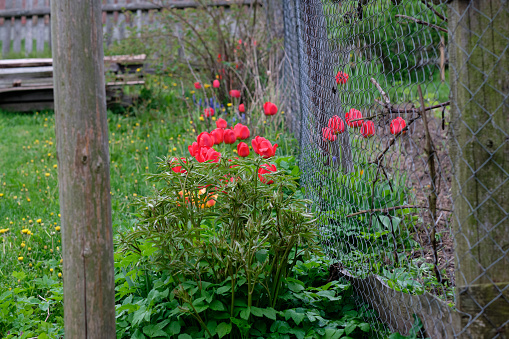 Red tulips grow near a fence made of a rowan net.